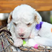 Denny Micro GD ML2, a male Miniature Goldendoodle for sale in Kendallville, IN – 1 of 2