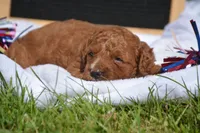 Duffy MGD F4, a male Miniature Goldendoodle for sale in Kendallville, IN – 3 of 3
