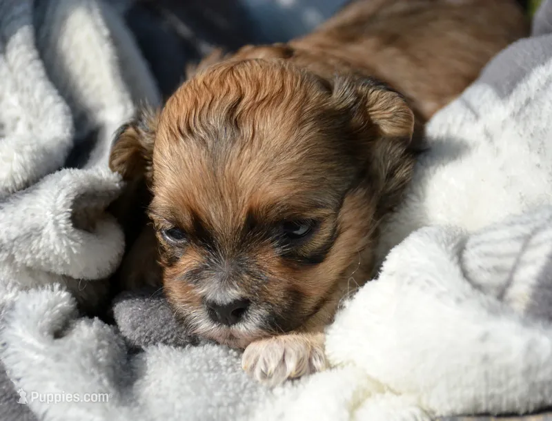 Shani Shihpoo Fm5 – Shihpoo puppy for sale in Kendallville, IN