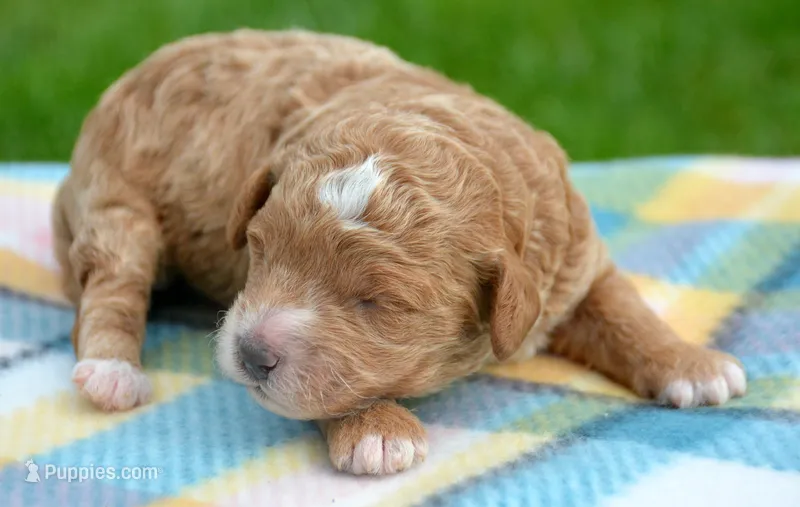 Dolly MGD FM 5 – Miniature Goldendoodle puppy for sale in Kendallville, IN