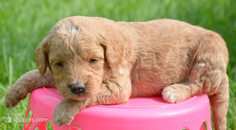 Dora Micro GD F7 – Miniature Goldendoodle puppy for sale in Kendallville, IN