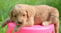 Dora Micro GD F7, a female Miniature Goldendoodle for sale in Kendallville, IN – 6 of 7