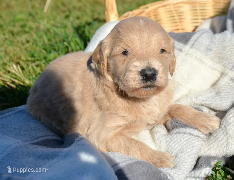 Dolly Micro GD FM 5 – Miniature Goldendoodle puppy for sale in Kendallville, IN