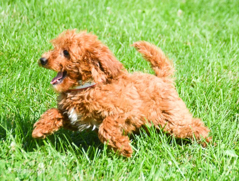 Dana Micr GD F6 – Miniature Goldendoodle puppy for sale in Kendallville, IN