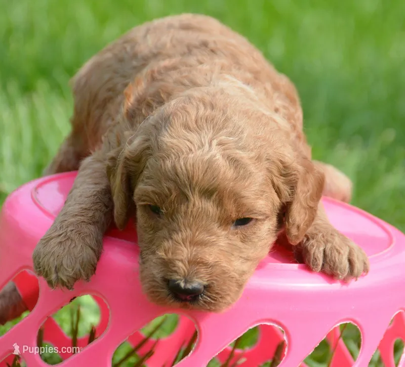 Dotty Micro GD F2 – Miniature Goldendoodle puppy for sale in Kendallville, IN