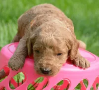 Dotty Micro GD F2, a female Miniature Goldendoodle for sale in Kendallville, IN – 6 of 7