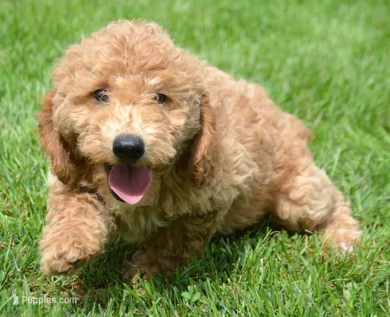 Dotty Micro GD F2 – Miniature Goldendoodle puppy for sale in Kendallville, IN