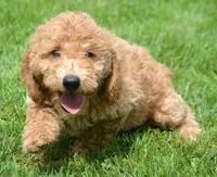 Dotty Micro GD F2, a female Miniature Goldendoodle for sale in Kendallville, IN – 5 of 9