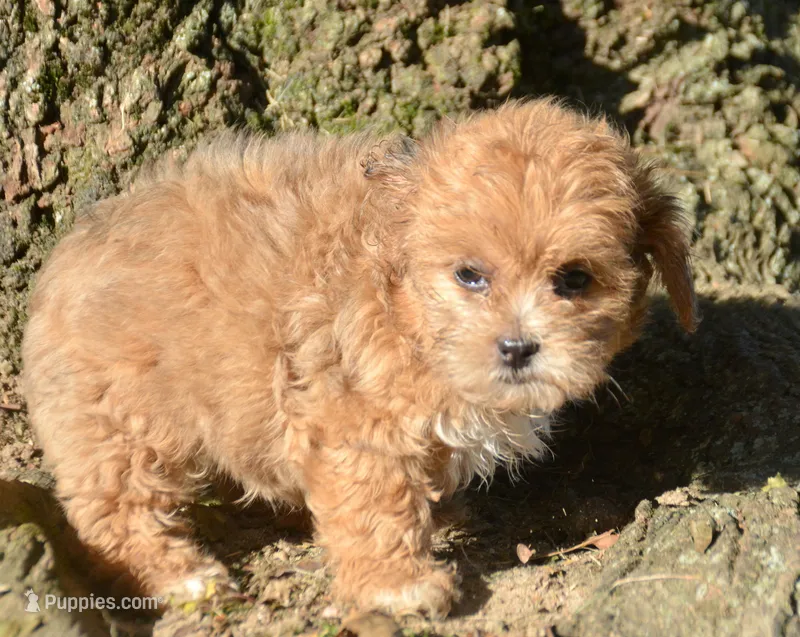Sheila Shihpoo F2 – Shihpoo puppy for sale in Kendallville, IN