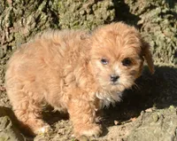 Sheila Shihpoo F2, a male Shihpoo for sale in Kendallville, IN – 1 of 5