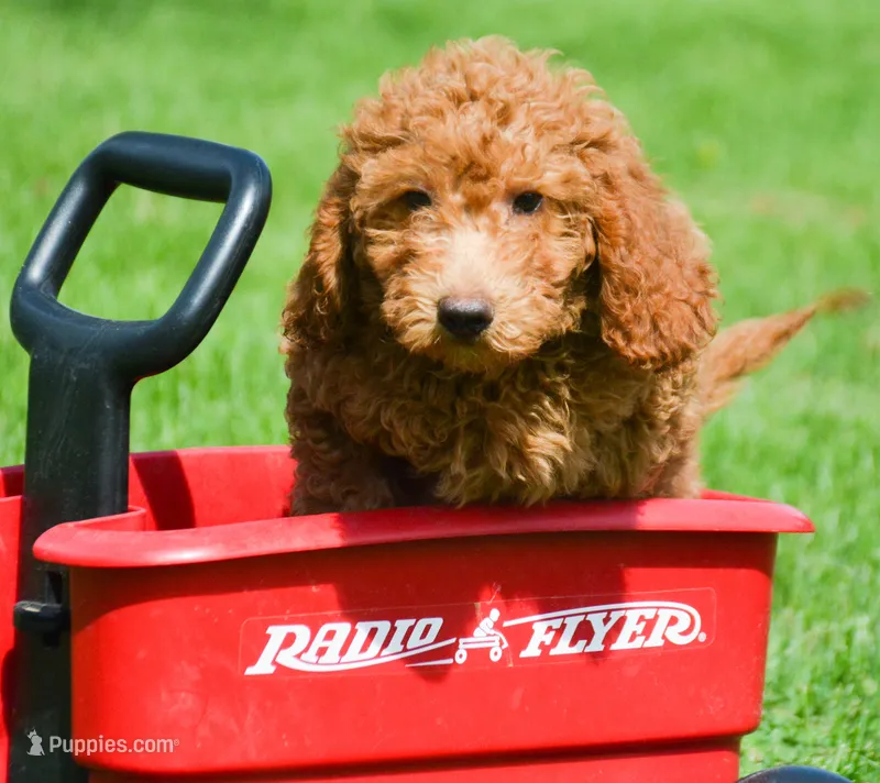 Duncan Micro GD M1 – Miniature Goldendoodle puppy for sale in Kendallville, IN