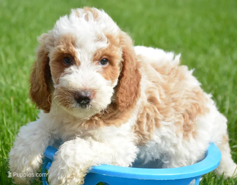Doug micro GD ML 4 – Miniature Goldendoodle puppy for sale in Kendallville, IN