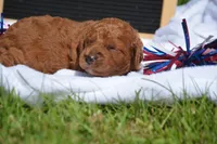 Dawn MGD F3, a male Miniature Goldendoodle for sale in Kendallville, IN – 3 of 3