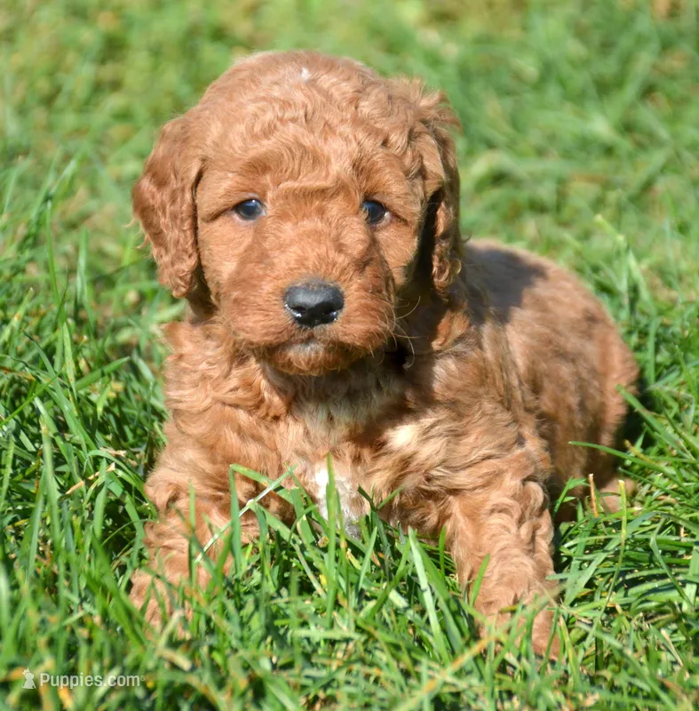 Donny MGD M1 – Miniature Goldendoodle puppy for sale in Kendallville, IN