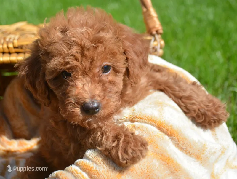 Dana Micr GD F6 – Miniature Goldendoodle puppy for sale in Kendallville, IN