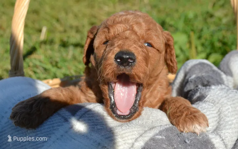 Donny MGD M1 – Miniature Goldendoodle puppy for sale in Kendallville, IN