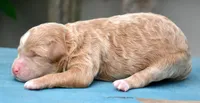 Dolly MGD FM 5, a female Miniature Goldendoodle for sale in Kendallville, IN – 3 of 3
