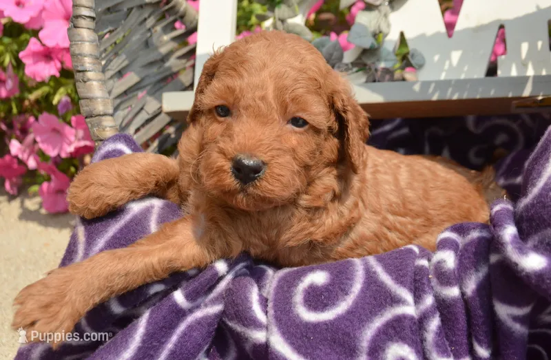 Deva Micro GD F3 – Miniature Goldendoodle puppy for sale in Kendallville, IN