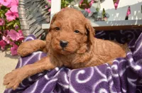 Deva Micro GD F3, a female Miniature Goldendoodle for sale in Kendallville, IN – 5 of 7