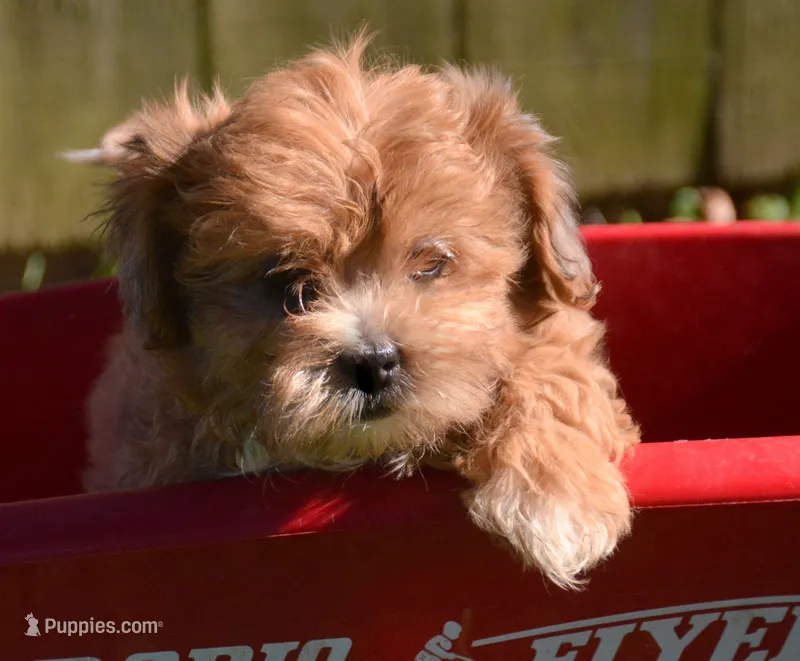 Sheila Shihpoo F2 – Shihpoo puppy for sale in Kendallville, IN