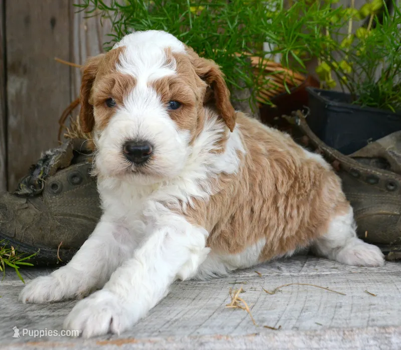 Dodger Micro GD ML 3 – Miniature Goldendoodle puppy for sale in Kendallville, IN