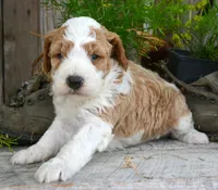 Dodger Micro GD ML 3, a male Miniature Goldendoodle for sale in Kendallville, IN – 5 of 10