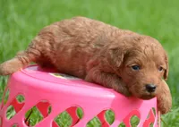Deva Micro GD F3, a female Miniature Goldendoodle for sale in Kendallville, IN – 6 of 7