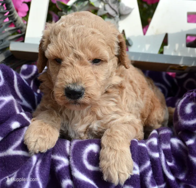 Dotty Micro GD F2 – Miniature Goldendoodle puppy for sale in Kendallville, IN