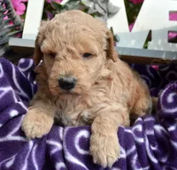 Dotty Micro GD F2, a female Miniature Goldendoodle for sale in Kendallville, IN – 5 of 7