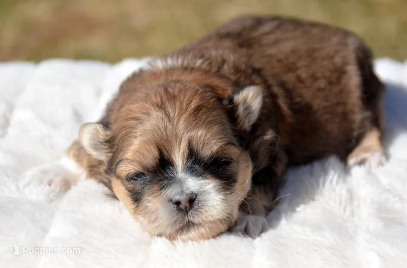 Spencer Shihpoo ML2 – Shihpoo puppy for sale in Kendallville, IN