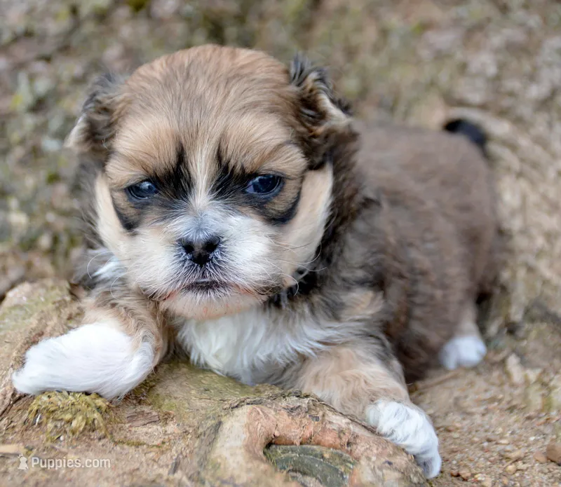 Spencer Shihpoo ML2 – Shihpoo puppy for sale in Kendallville, IN