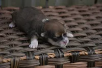 Spencer Shihpoo ML2, a male Shihpoo for sale in Kendallville, IN – Photo 2 of 2