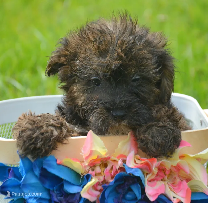 Percy Yorkiepoo M2 – Yorkipoo puppy for sale in Kendallville, IN
