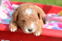 Dolly Micro GD FM 5, a female Miniature Goldendoodle for sale in Kendallville, IN – 1 of 4