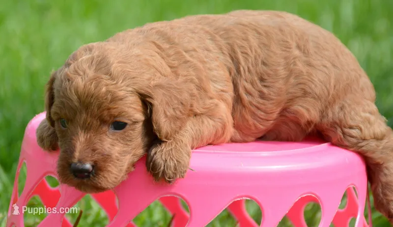 Dana Micr GD F6 – Miniature Goldendoodle puppy for sale in Kendallville, IN