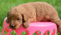 Dana Micr GD F6, a female Miniature Goldendoodle for sale in Kendallville, IN – 6 of 7