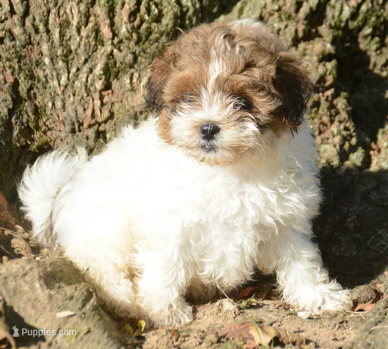 Sara Shihpoo FM4 – Shihpoo puppy for sale in Kendallville, IN