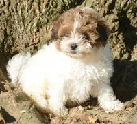 Sara Shihpoo FM4, a male Shihpoo for sale in Kendallville, IN – 1 of 2