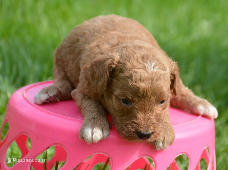 Daisy Micro GD F4 – Miniature Goldendoodle puppy for sale in Kendallville, IN