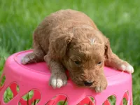 Daisy Micro GD F4, a female Miniature Goldendoodle for sale in Kendallville, IN – 6 of 7