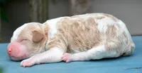 Dodger MGD ML 3, a male Miniature Goldendoodle for sale in Kendallville, IN – 2 of 2