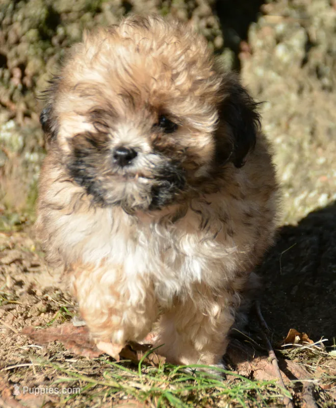 Shelly Shihpoo f3 – Shihpoo puppy for sale in Kendallville, IN