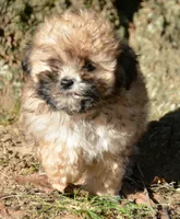 Shelly Shihpoo f3, a male Shihpoo for sale in Kendallville, IN – 1 of 5
