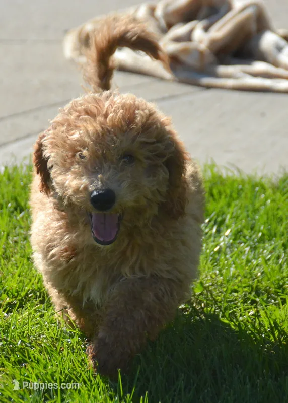 Dotty Micro GD F2 – Miniature Goldendoodle puppy for sale in Kendallville, IN
