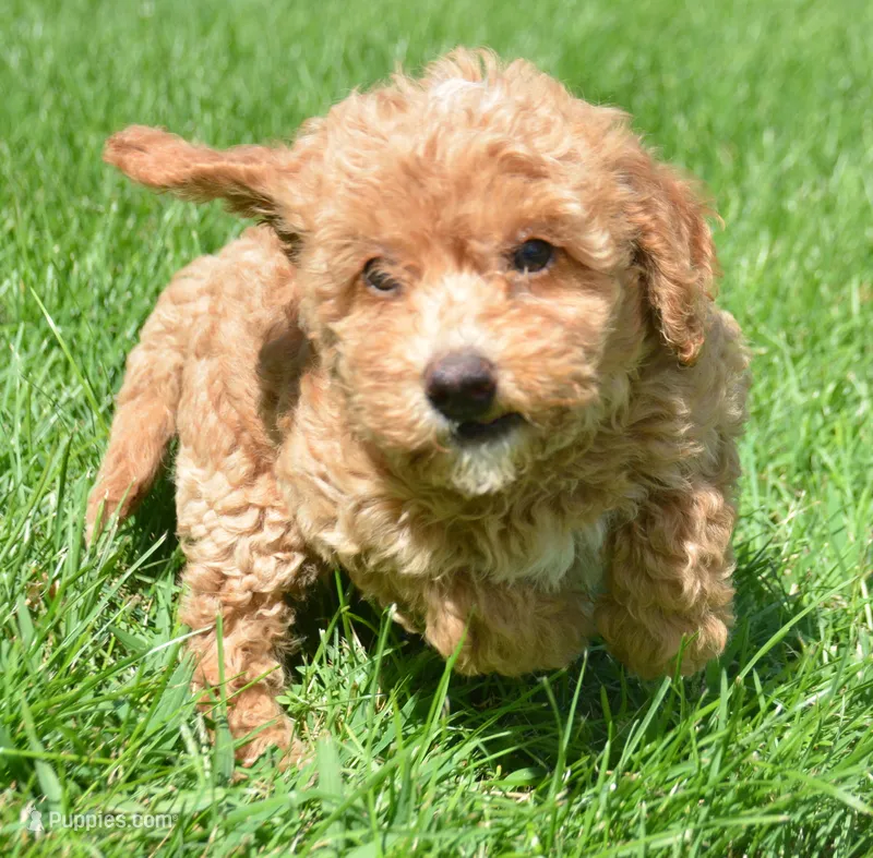 Daisy Micro GD F4 – Miniature Goldendoodle puppy for sale in Kendallville, IN