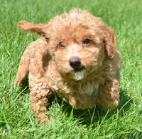 Daisy Micro GD F4, a female Miniature Goldendoodle for sale in Kendallville, IN – 1 of 7