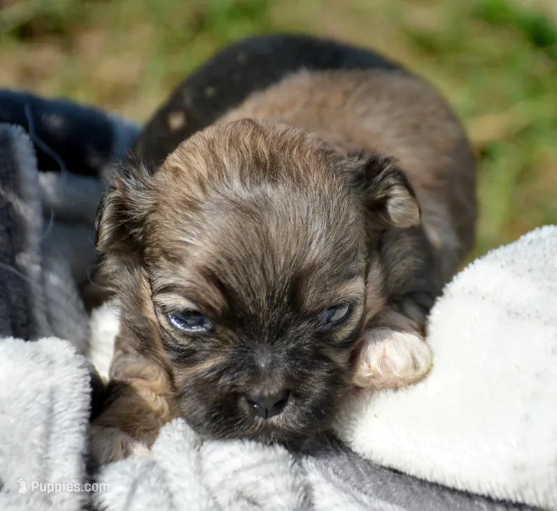 Sam Shihpoo ML 1 – Shihpoo puppy for sale in Kendallville, IN