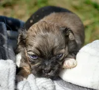Sam Shihpoo ML 1, a male Shihpoo for sale in Kendallville, IN – 1 of 1