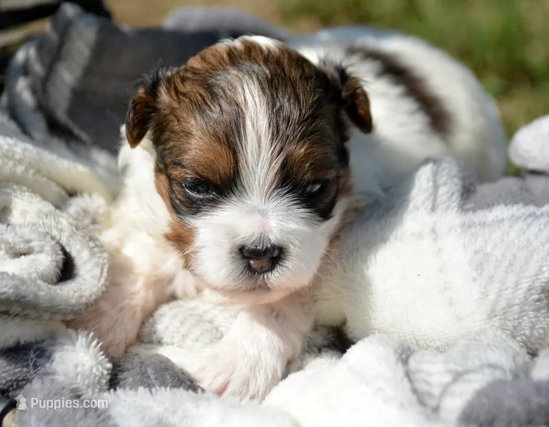 Sara Shihpoo FM4 – Shihpoo puppy for sale in Kendallville, IN
