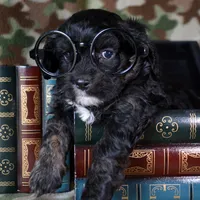 Chief Cavapoo M1-2, a male Cavapoo for sale in Kendallville, IN – Photo 7 of 7